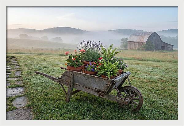Old Wooden Wheelbarrow With Flowers