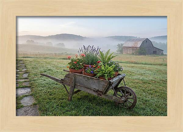 Old Wooden Wheelbarrow With Flowers