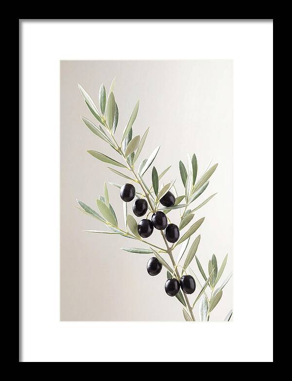 Olive Branch Elegance