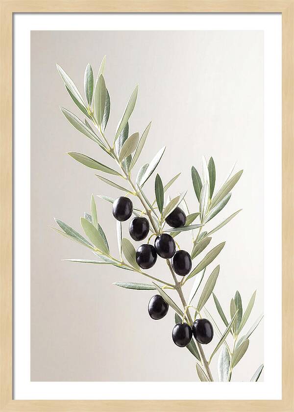 Olive Branch Elegance