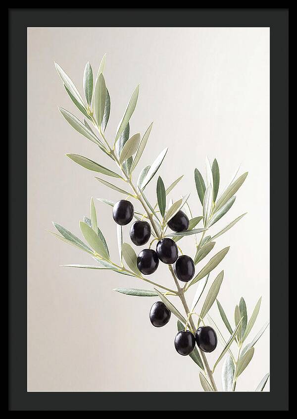 Olive Branch Elegance