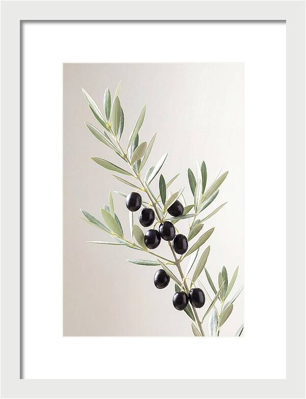 Olive Branch Elegance
