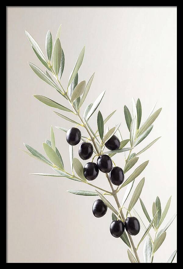 Olive Branch Elegance