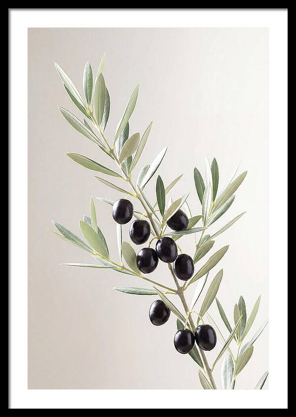 Olive Branch Elegance