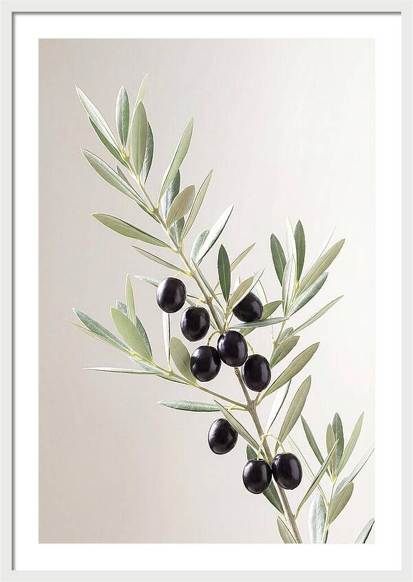 Olive Branch Elegance