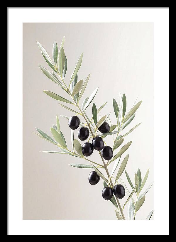 Olive Branch Elegance