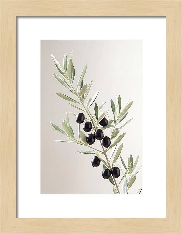 Olive Branch Elegance