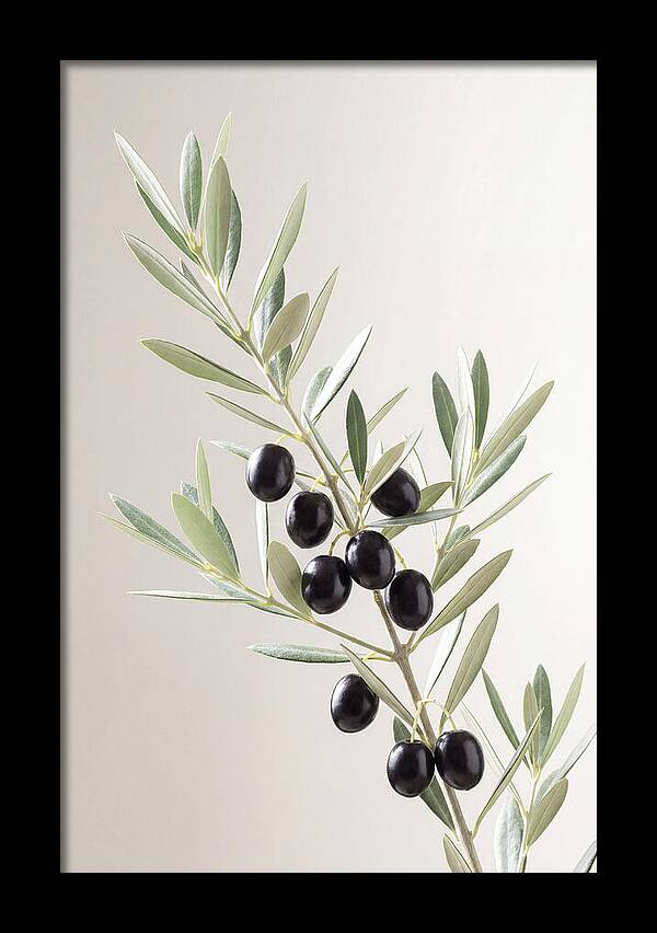 Olive Branch Elegance