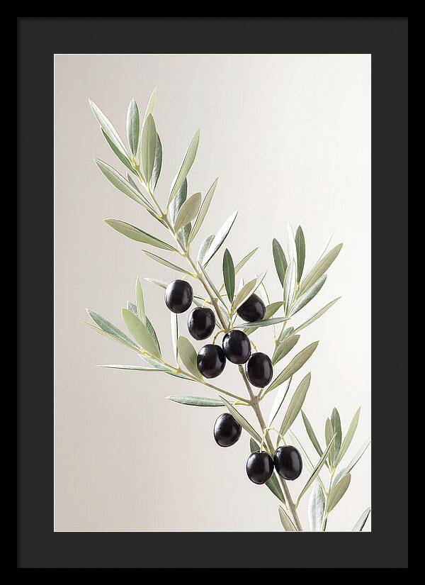 Olive Branch Elegance