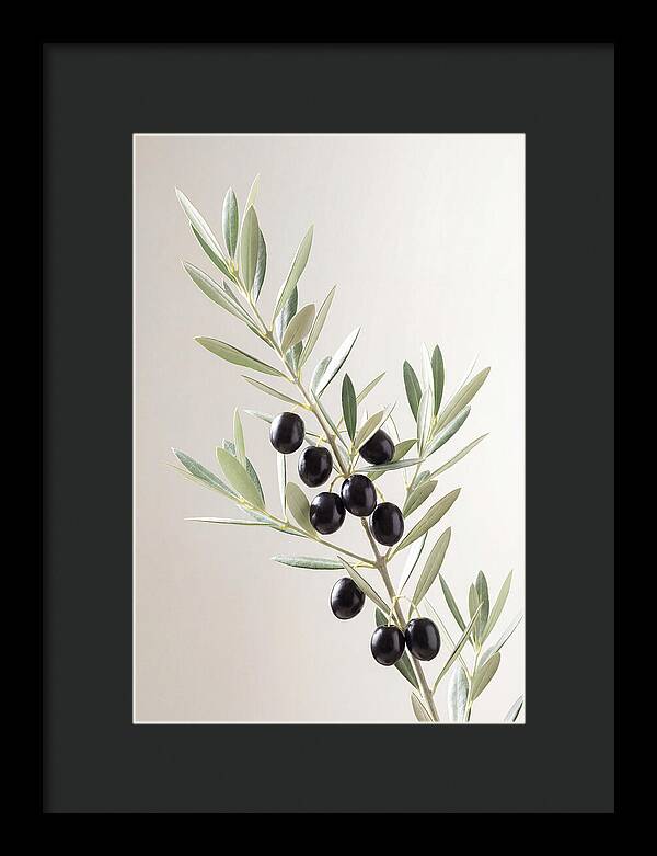 Olive Branch Elegance