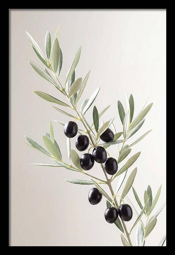 Olive Branch Elegance