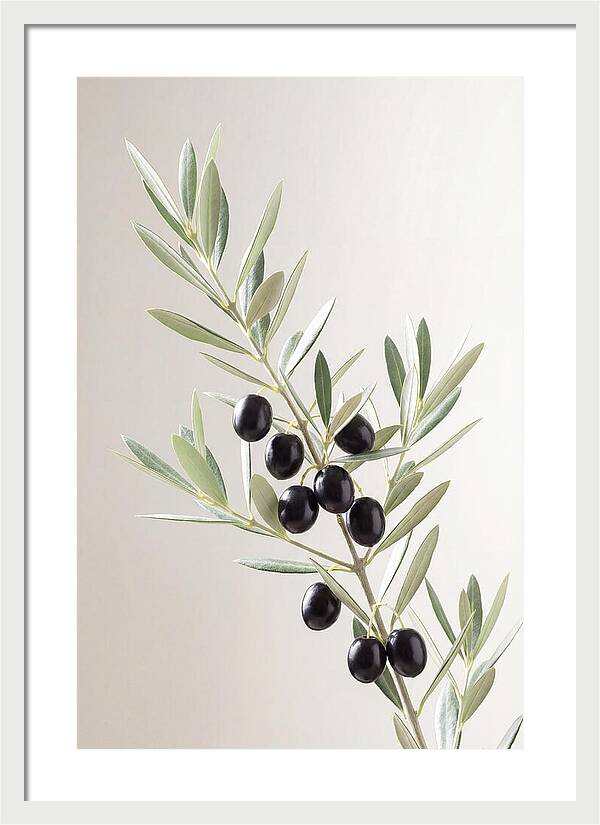 Olive Branch Elegance