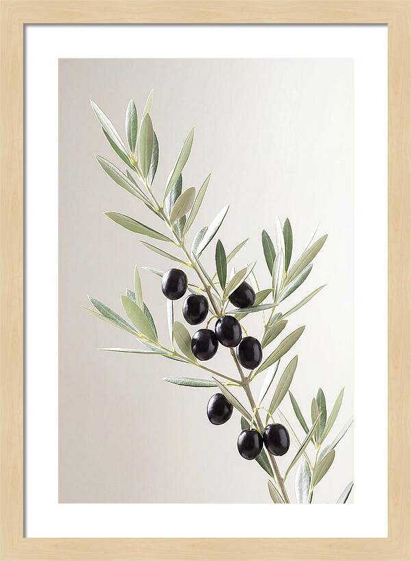 Olive Branch Elegance