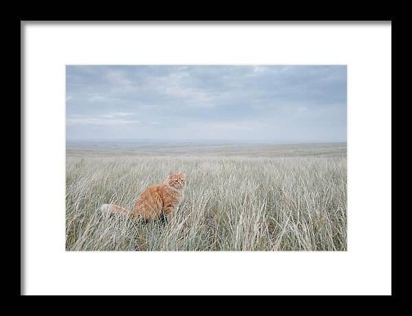 Orange Marmalade Cat In Field