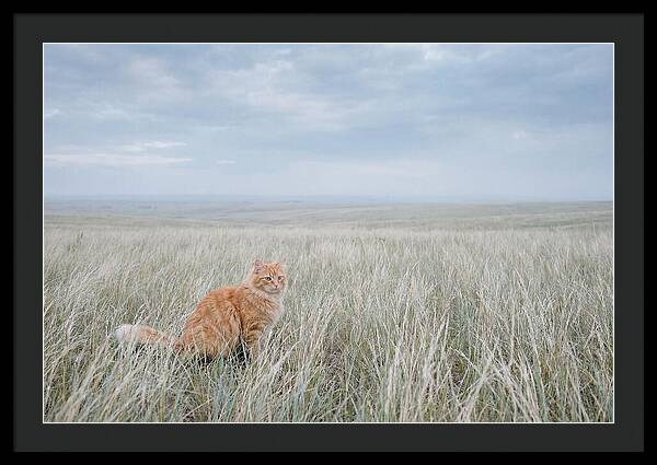 Orange Marmalade Cat In Field