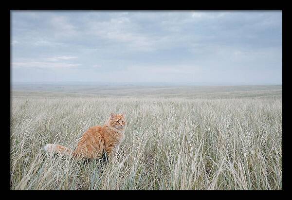 Orange Marmalade Cat In Field