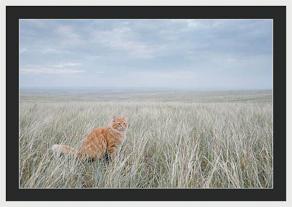 Orange Marmalade Cat In Field