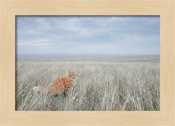 Orange Marmalade Cat In Field