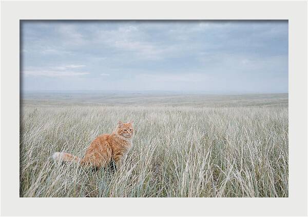 Orange Marmalade Cat In Field