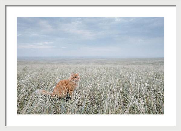 Orange Marmalade Cat In Field