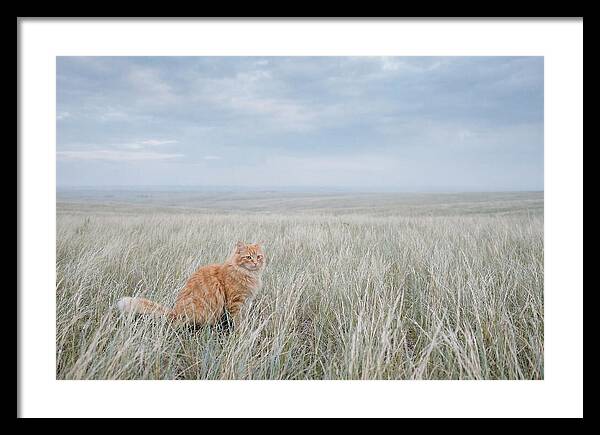 Orange Marmalade Cat In Field