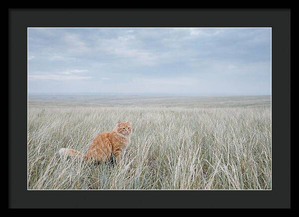 Orange Marmalade Cat In Field