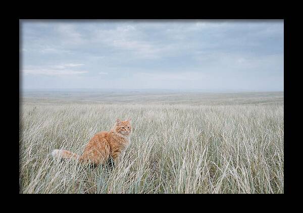Orange Marmalade Cat In Field