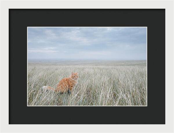 Orange Marmalade Cat In Field