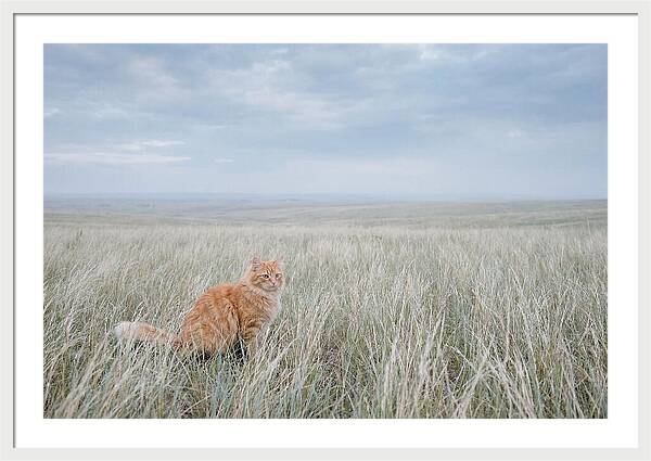 Orange Marmalade Cat In Field