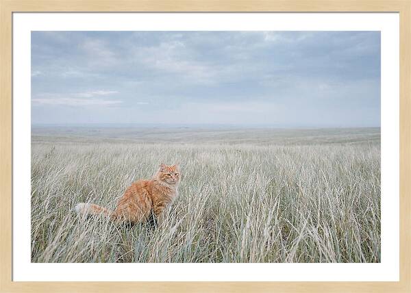 Orange Marmalade Cat In Field