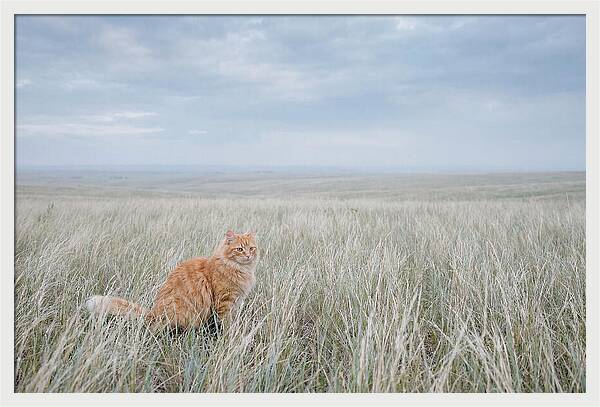 Orange Marmalade Cat In Field