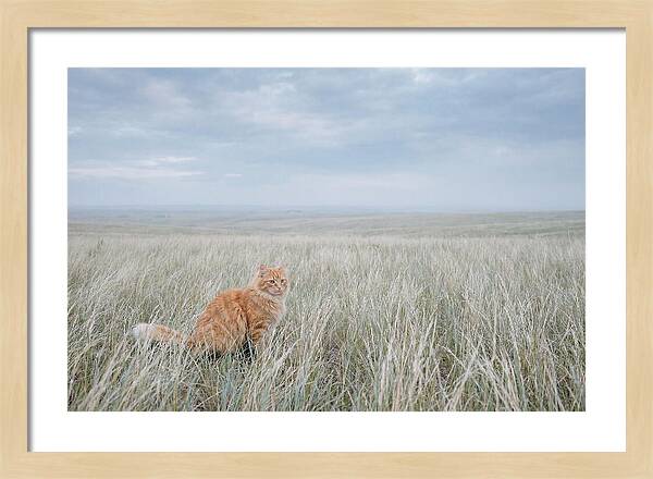 Orange Marmalade Cat In Field