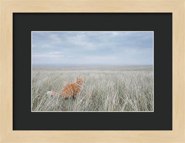 Orange Marmalade Cat In Field