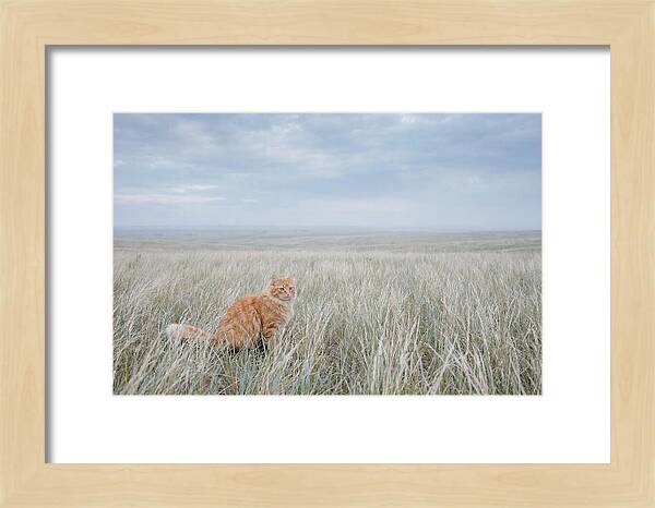 Orange Marmalade Cat In Field