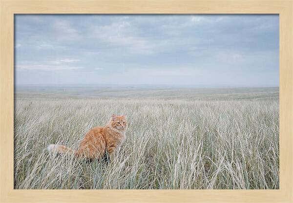 Orange Marmalade Cat In Field