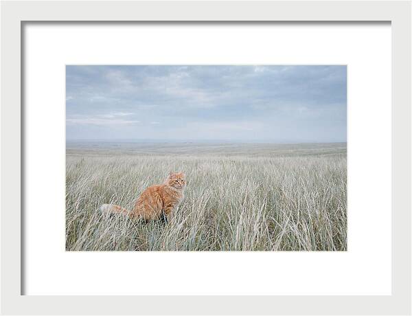 Orange Marmalade Cat In Field