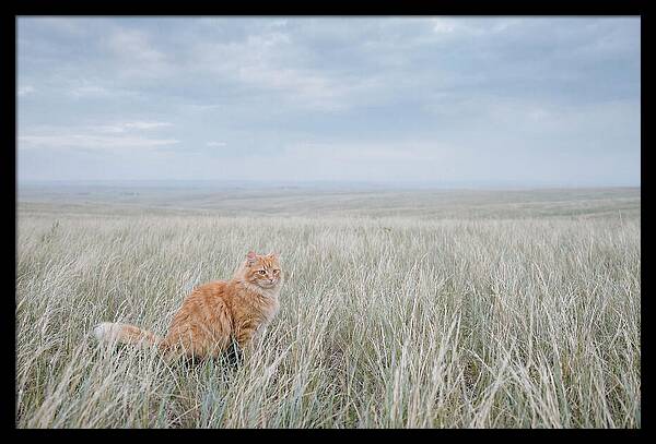 Orange Marmalade Cat In Field