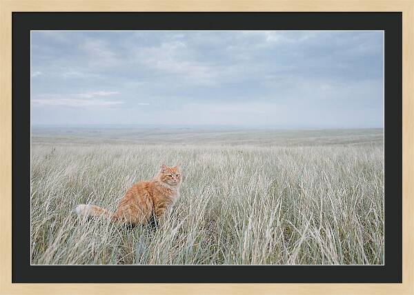 Orange Marmalade Cat In Field