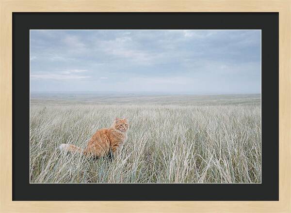 Orange Marmalade Cat In Field