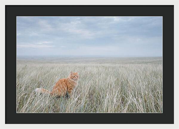 Orange Marmalade Cat In Field
