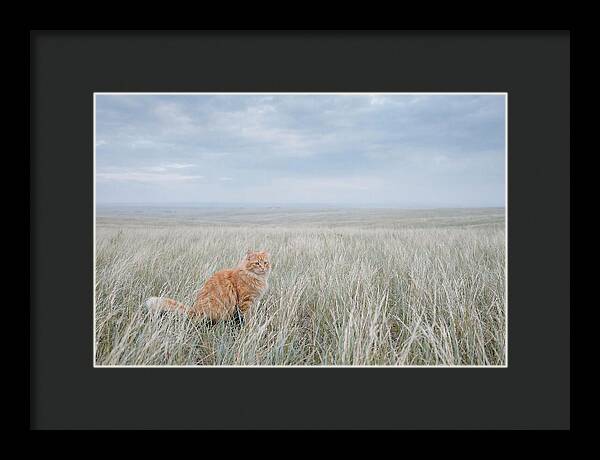 Orange Marmalade Cat In Field