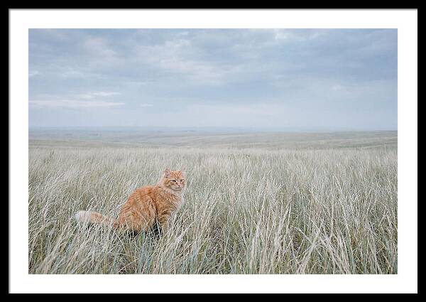 Orange Marmalade Cat In Field