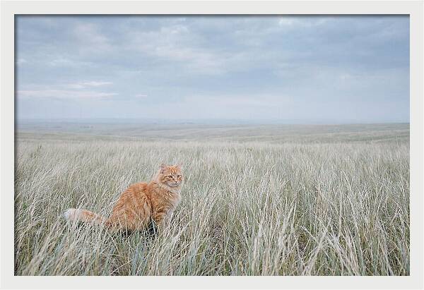 Orange Marmalade Cat In Field
