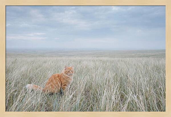 Orange Marmalade Cat In Field