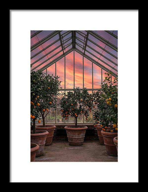 Orangery With Citrus Trees