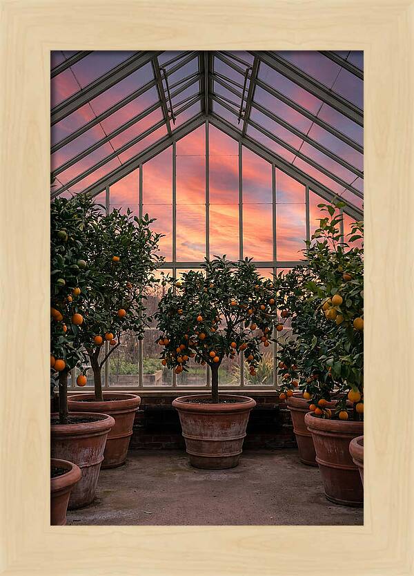 Orangery With Citrus Trees