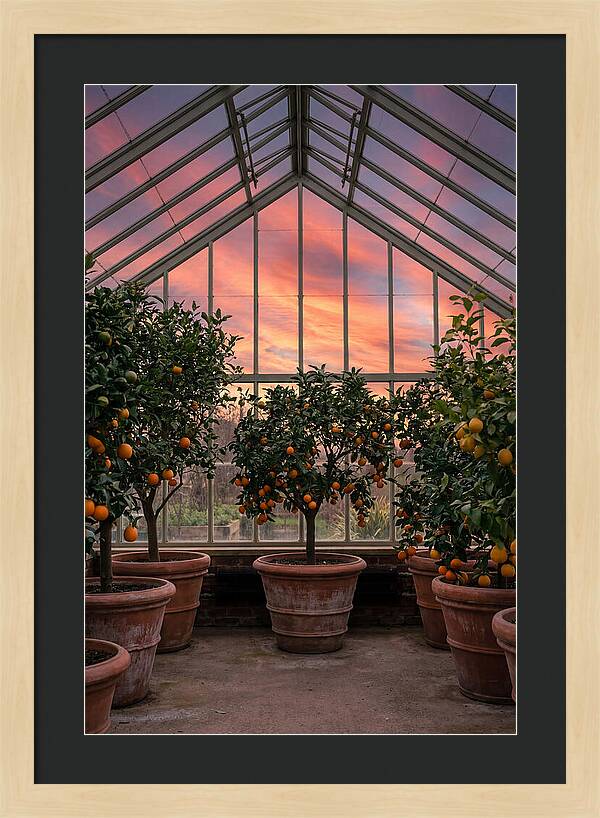 Orangery With Citrus Trees