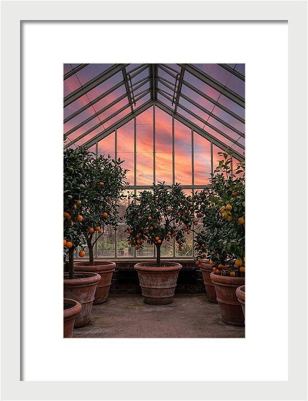 Orangery With Citrus Trees