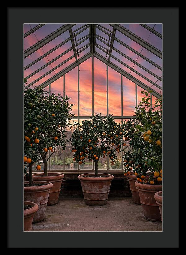 Orangery With Citrus Trees