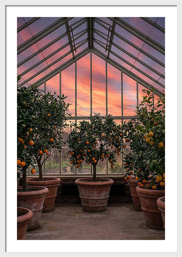 Orangery With Citrus Trees